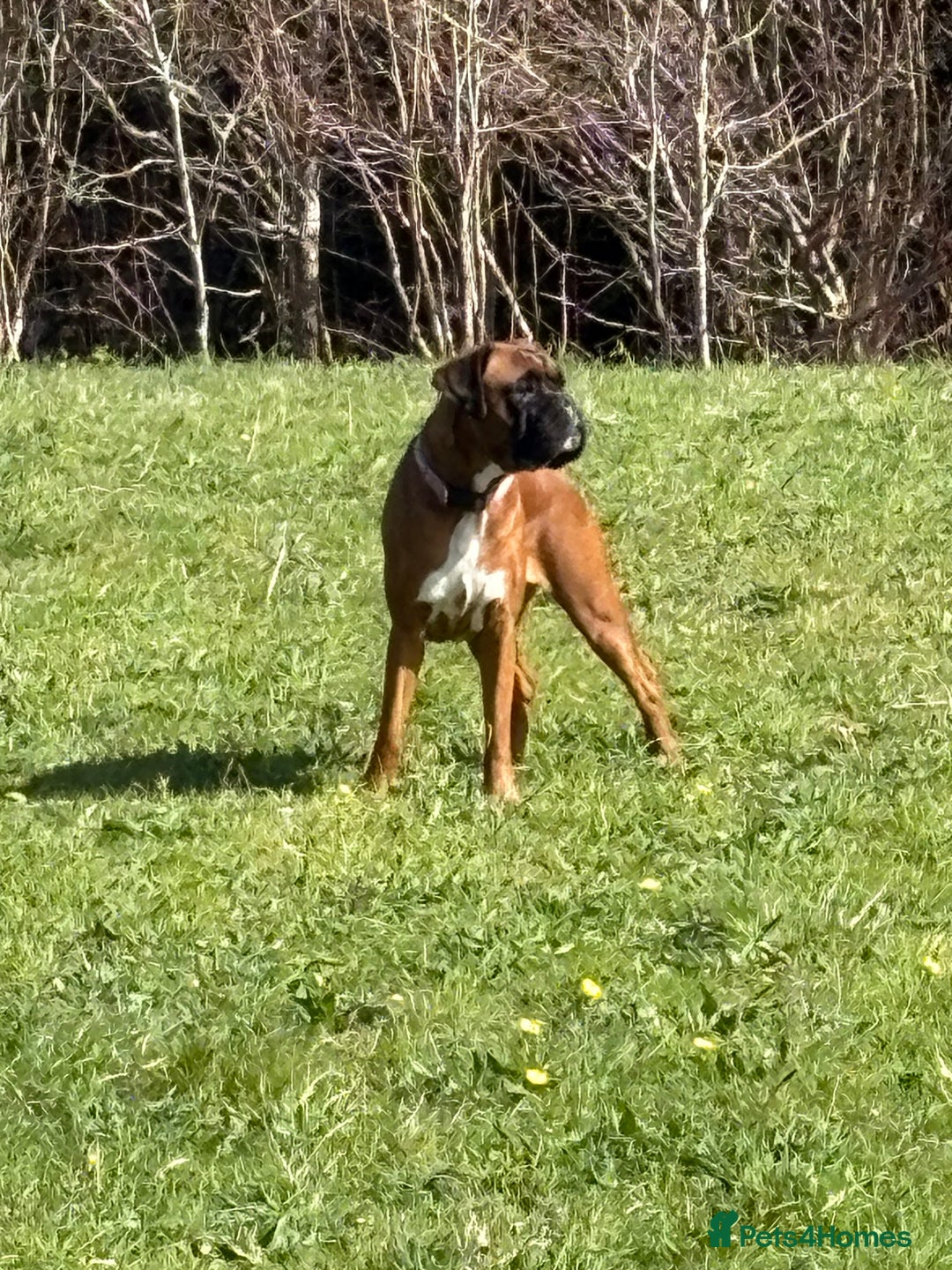 Boxer dogs for sale: 4 Stunning Boxer puppies - Advert 13