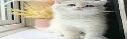 British Shorthair cats for sale: Rare GCCF Golden British Shorthair Kittens - Advert 1