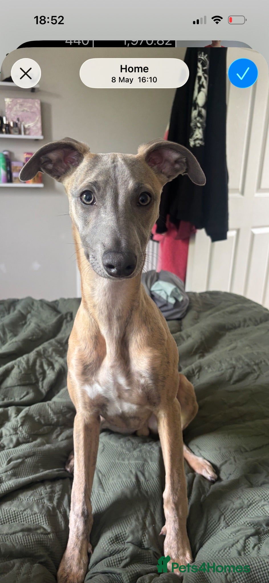 Whippet dogs Kc registered Brindle Male whippet  - Advert 1