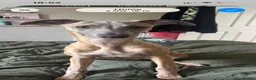 Whippet dogs for sale: Kc registered Brindle Male whippet  - Advert 1