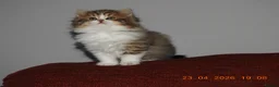Mixed Breed cats for sale: Persian and British longhair  - Advert 7