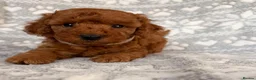 Toy Poodle dogs for sale: 🐾 KC register Red Toy Poodle Puppies 🐾  in Caerphilly - Advert 12
