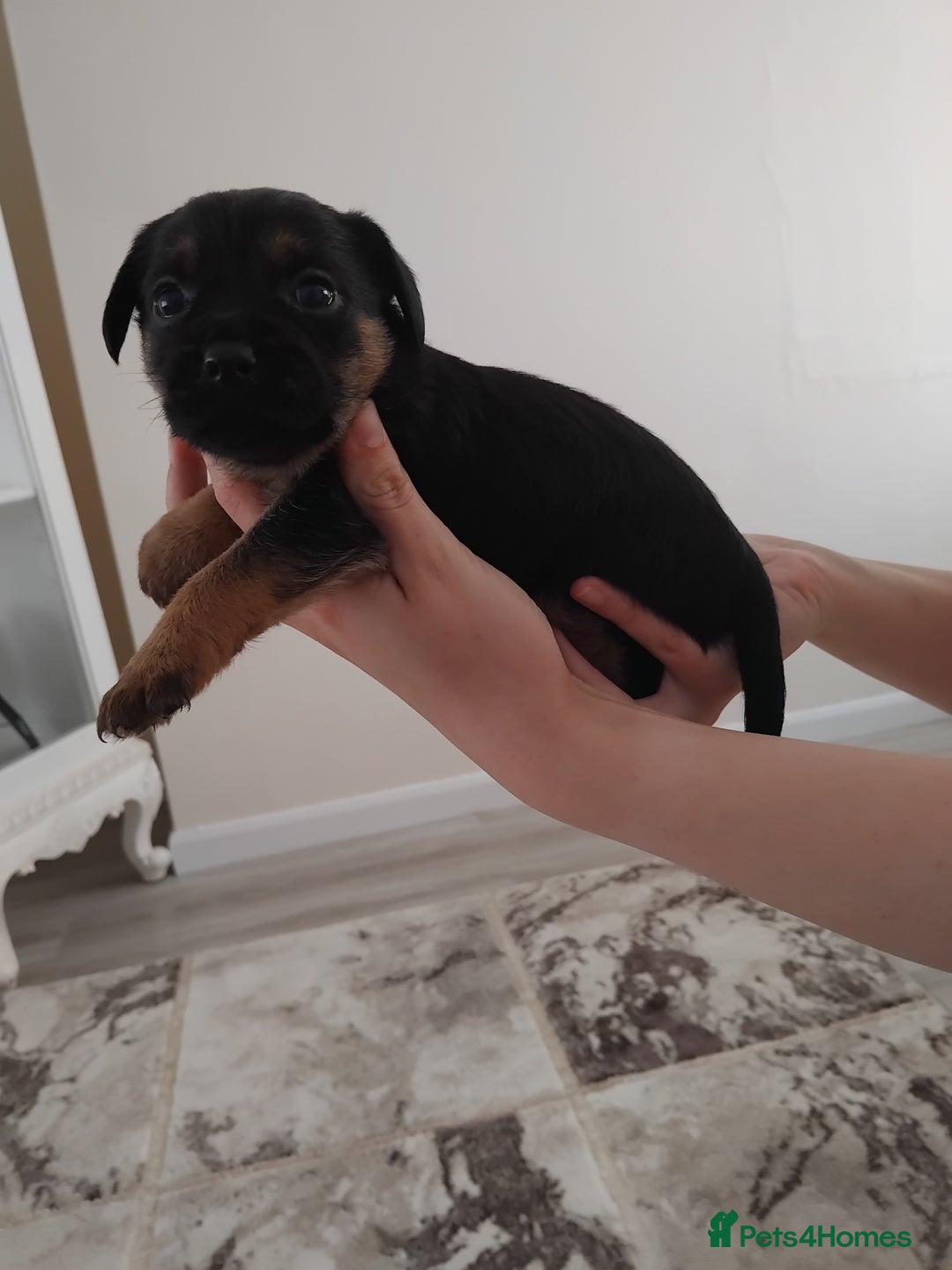 Border Terrier dogs for sale: 5 border terrier puppys  - Image 13