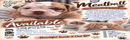 Olde English Bulldogge dogs for sale: GORGEOUS OLDE ENGLISH BULLDOGGE PUPPIES - Advert 6