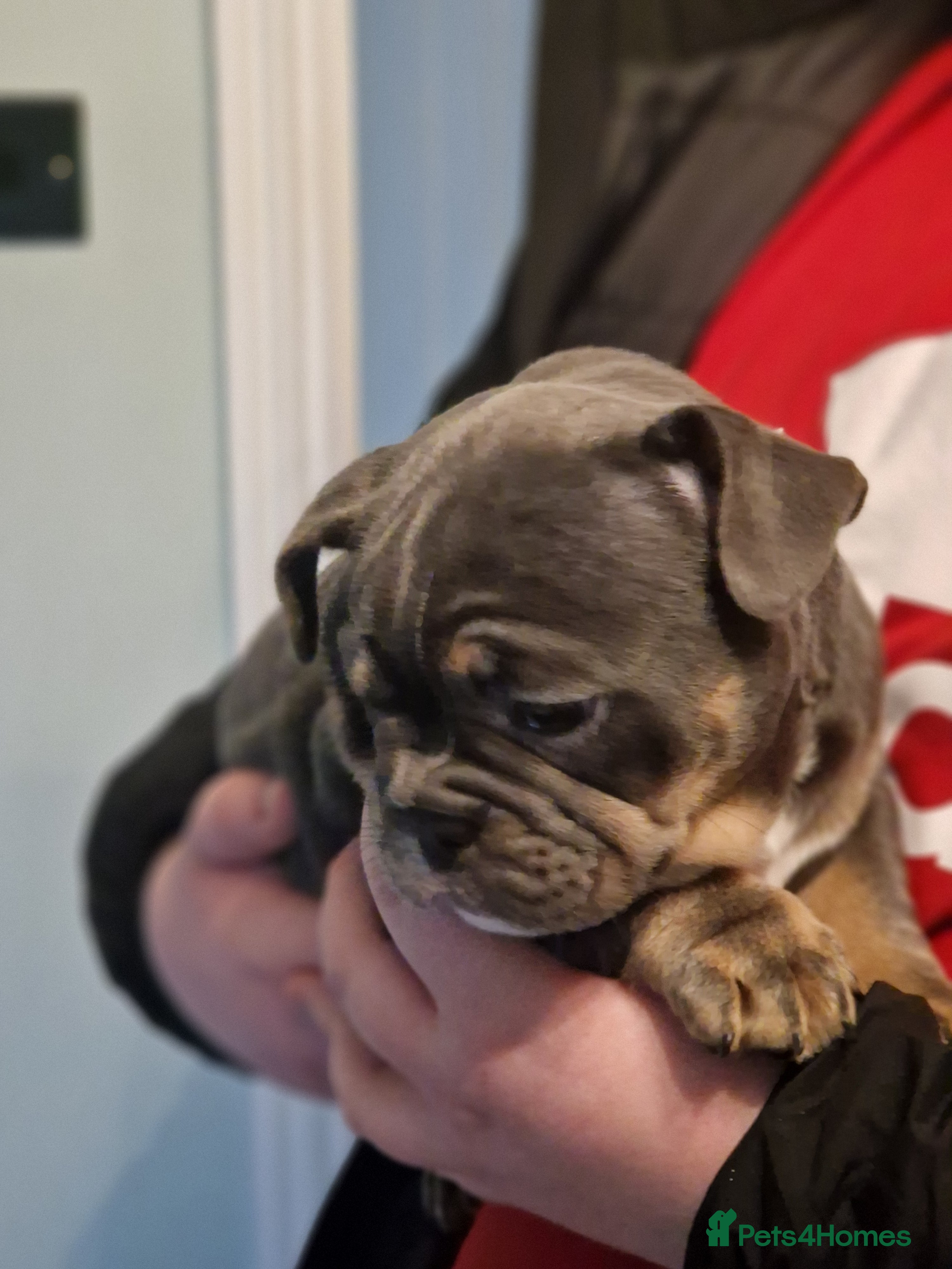 Mixed Breed dogs Beautiful Blue tri girl - Advert 9