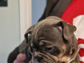 Mixed Breed dogs Beautiful Blue tri girl - Advert 9