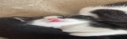 Mixed Breed cats for sale: Kittens for sale  - Advert 5
