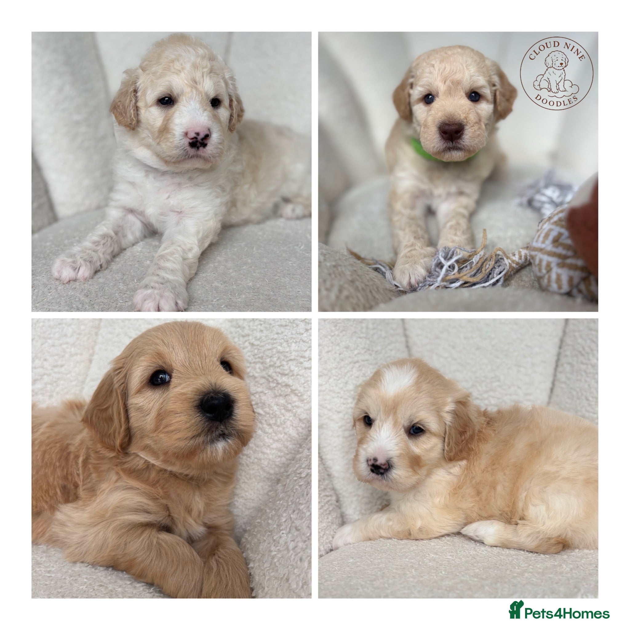 Goldendoodle dogs 🌟 Health Tested Multigen Goldendoodle Puppies 🌟 - Advert 1