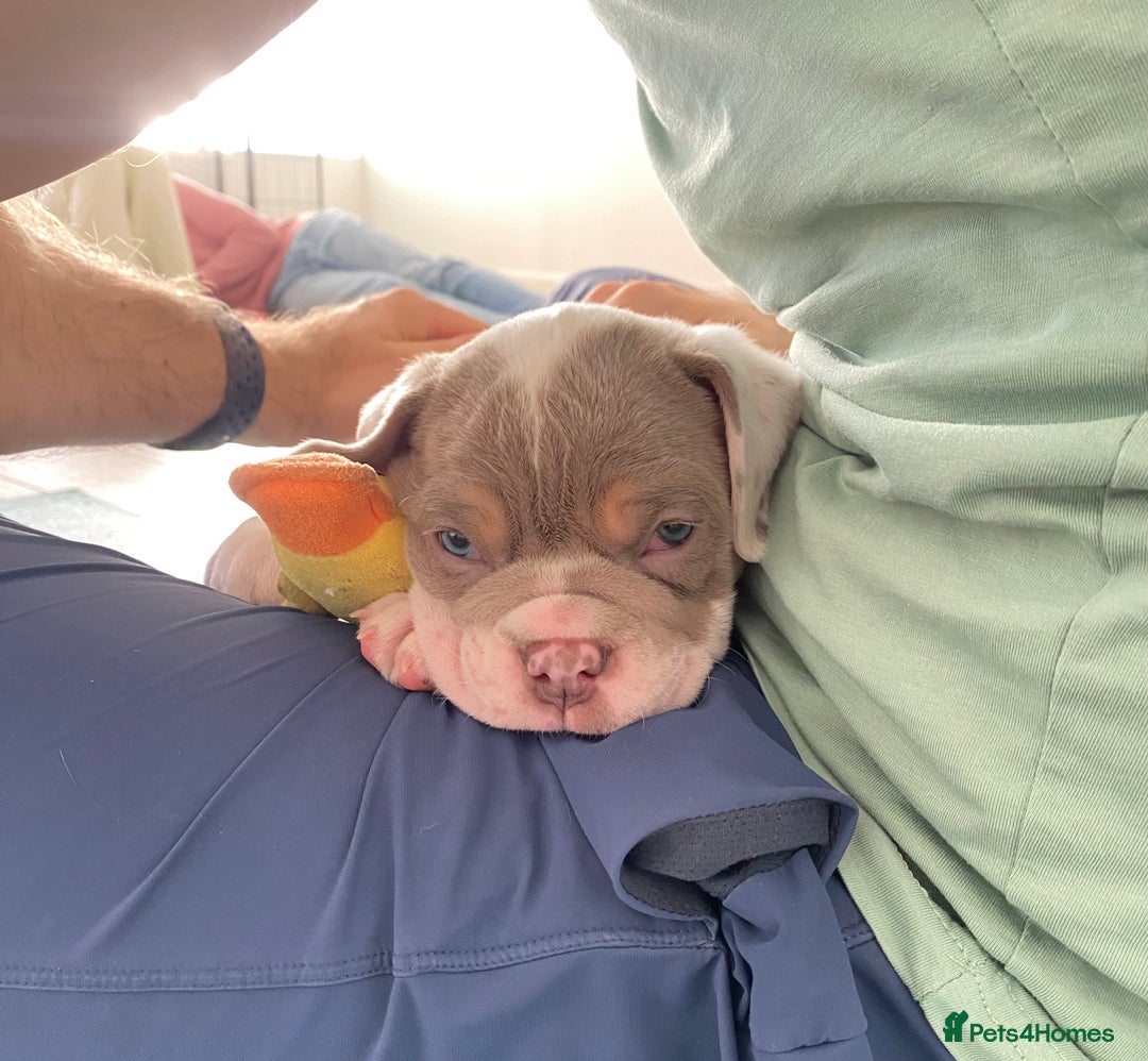 Olde English Bulldogge dogs for sale: The best Old English Bulldogge  - Advert 5