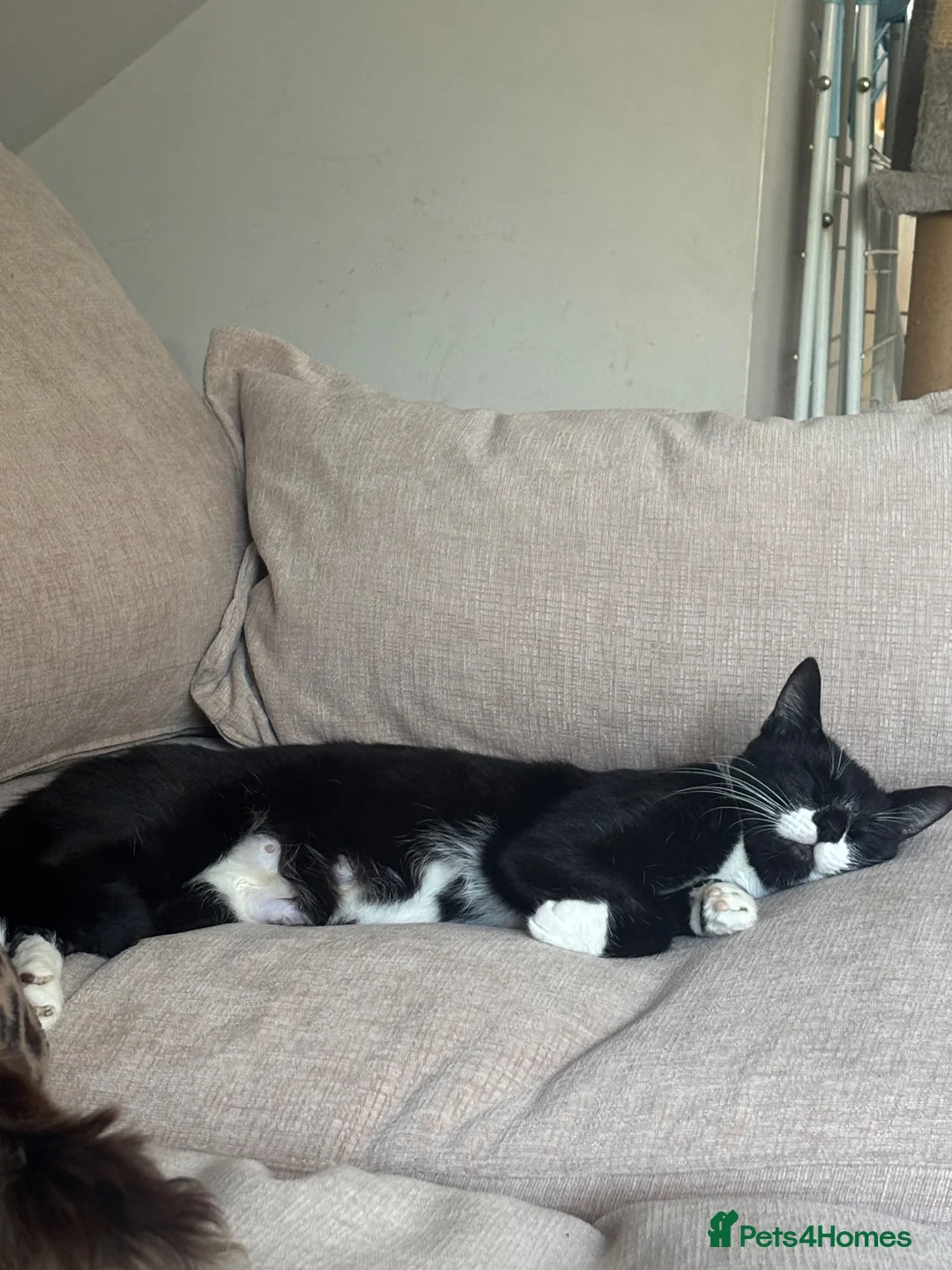 Mixed Breed cats for sale: 3 female kittens for sale  in Romsey - Advert 2