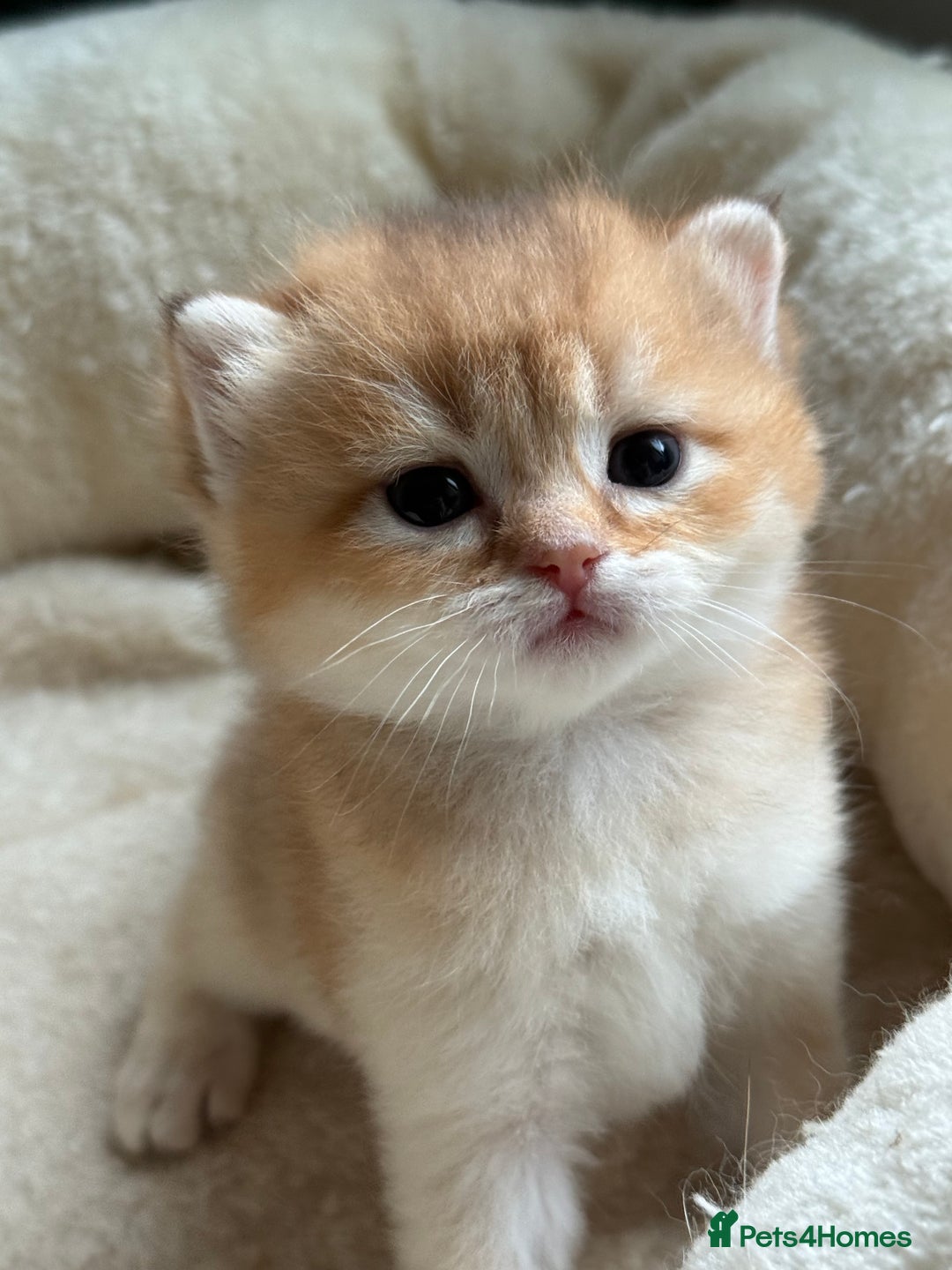 British Longhair cats for sale: GCCF reg BLH Black and Chocolate Golden kittens - Image 24