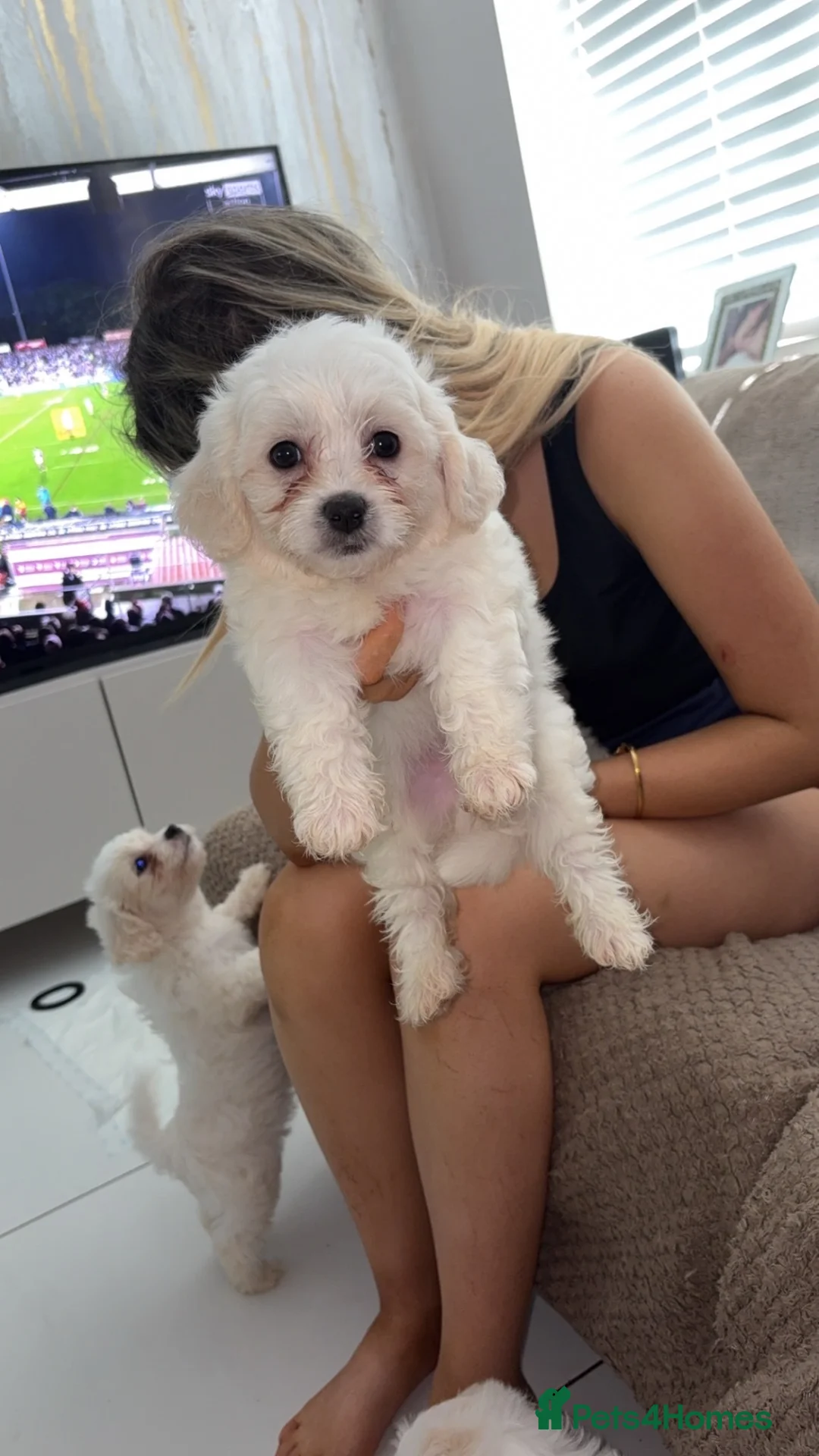 Mixed Breed dogs for sale: Maltese mix Bichon Frise - Advert 2