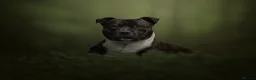 Staffordshire Bull Terrier dogs for stud: KC Registered BrindleStaffordshireBullTerrier Stud in Cleator Moor - Advert 5