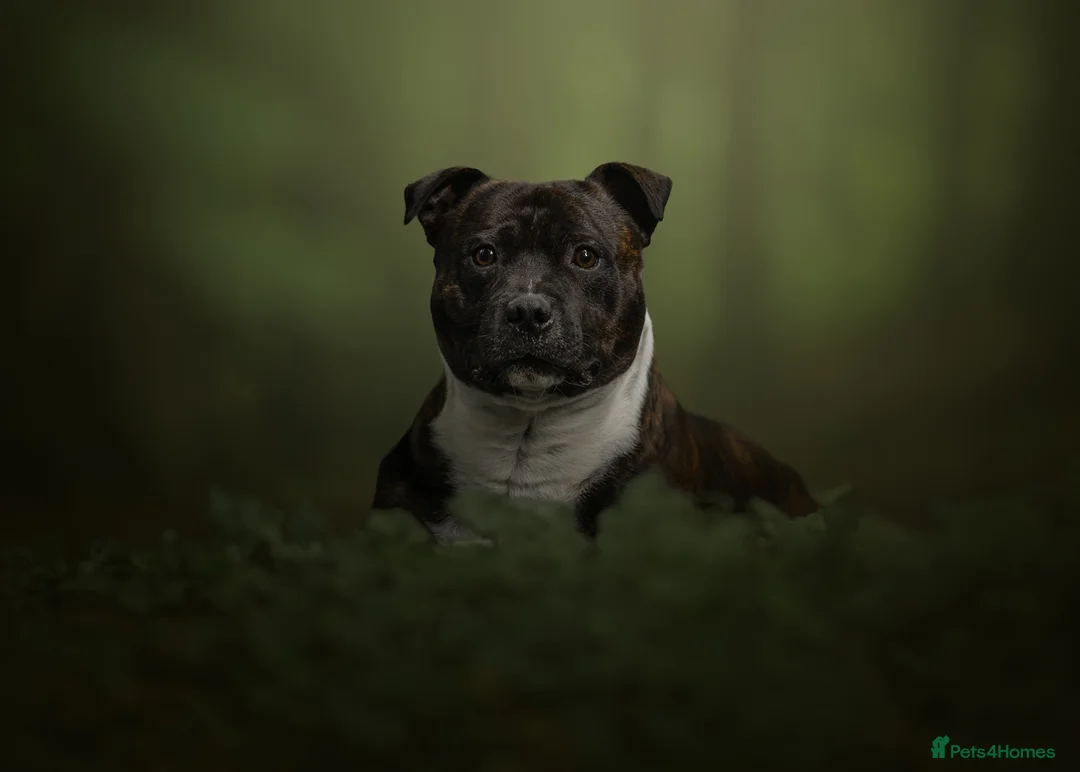 Staffordshire Bull Terrier dogs for stud: KC Registered BrindleStaffordshireBullTerrier Stud in Cleator Moor - Advert 5