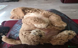 Cockapoo dogs for sale: F1b cockapoos ONLY 1 boy left READY NOW - Image 13