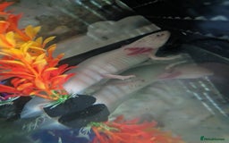 Axolotl reptiles for sale: 2 x adult female axolotl - Image 2