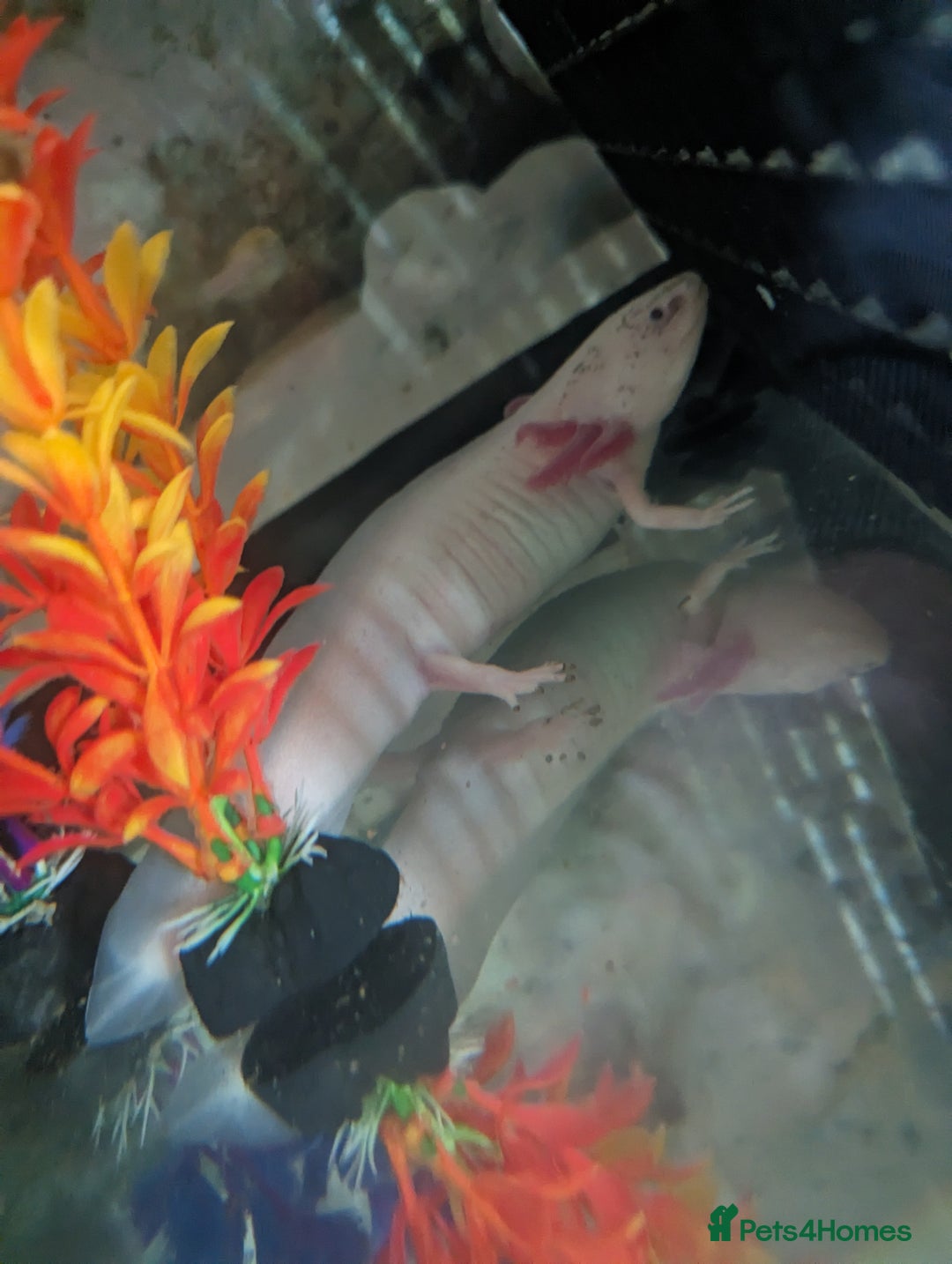 Axolotl reptiles for sale: 2 x adult female axolotl - Image 2