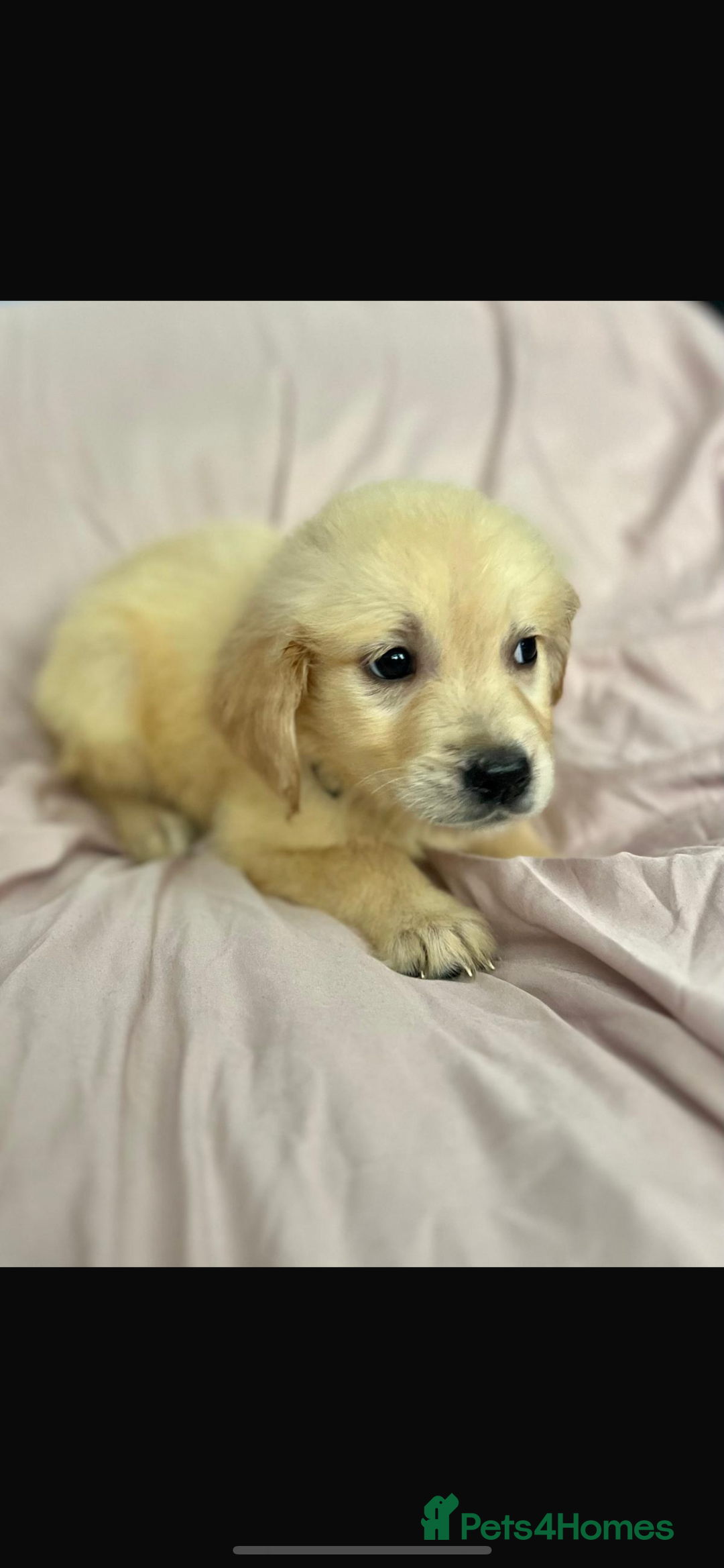 Golden Retriever dogs for sale: 🌟Beautiful champion🏆Golden retriever puppies🌟  - Image 4