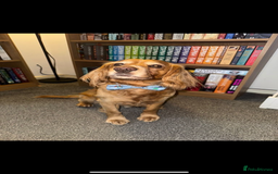 Sprocker dogs for sale: Sprocker Puppies Due - Image 6