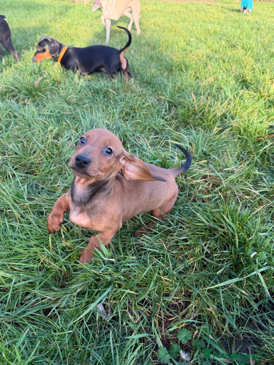 Dachshund dogs for sale: Champion Bred KC Smooth Dachshund Male Pup - Advert 10