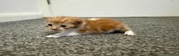 Domestic Shorthair cats for sale: 4 stunning ginger and white kittens  - Advert 11