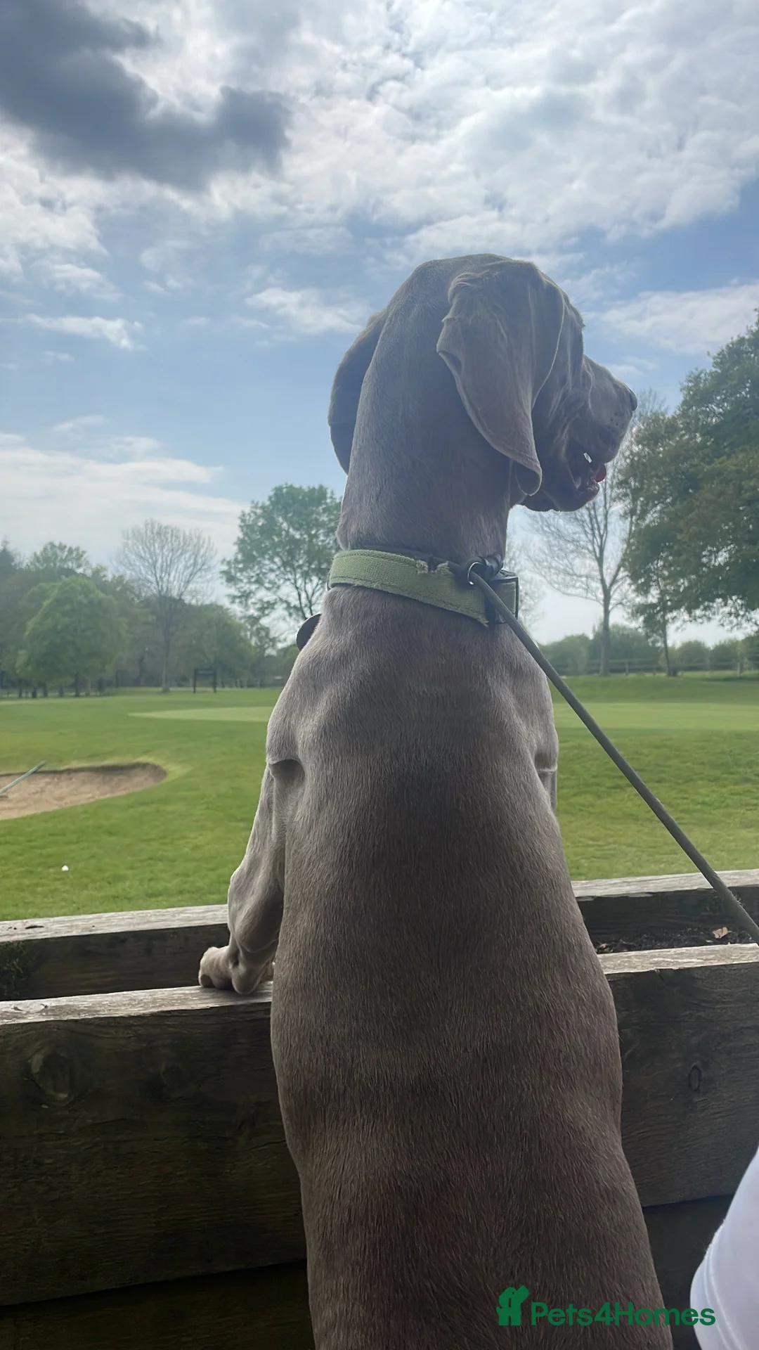 Weimaraner dogs for stud: KC Registered Weimaraner Stud 'Hero' in Eastleigh - Advert 5