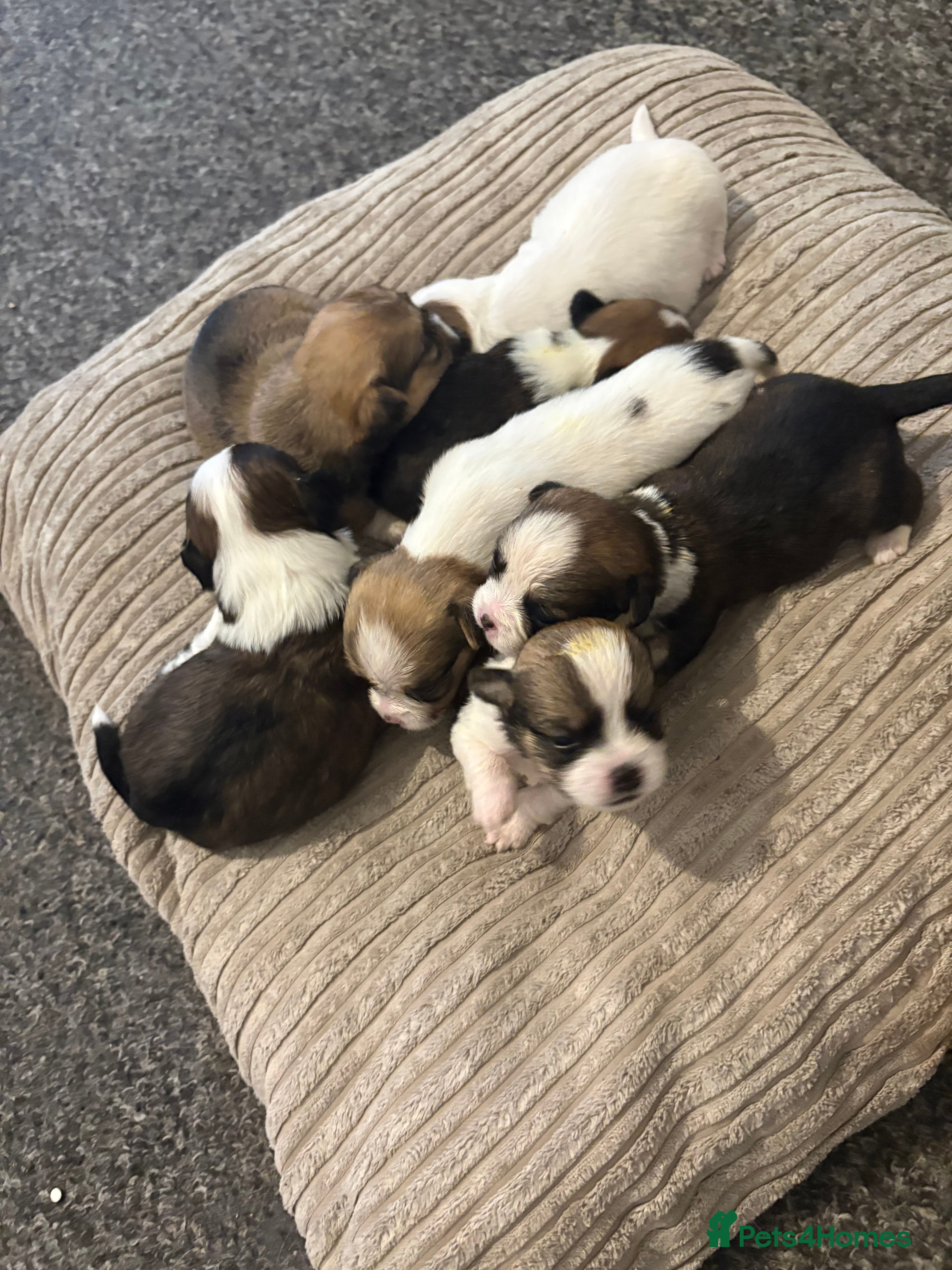 Mixed Breed dogs  Shih Tzu  - Advert 13