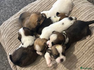 Mixed Breed dogs Shih Tzu - Advert 2