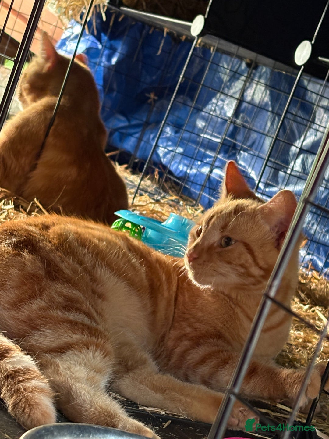 Domestic Shorthair cats for sale: Rimber and simba, our ginger rescues 🧡 - Image 22