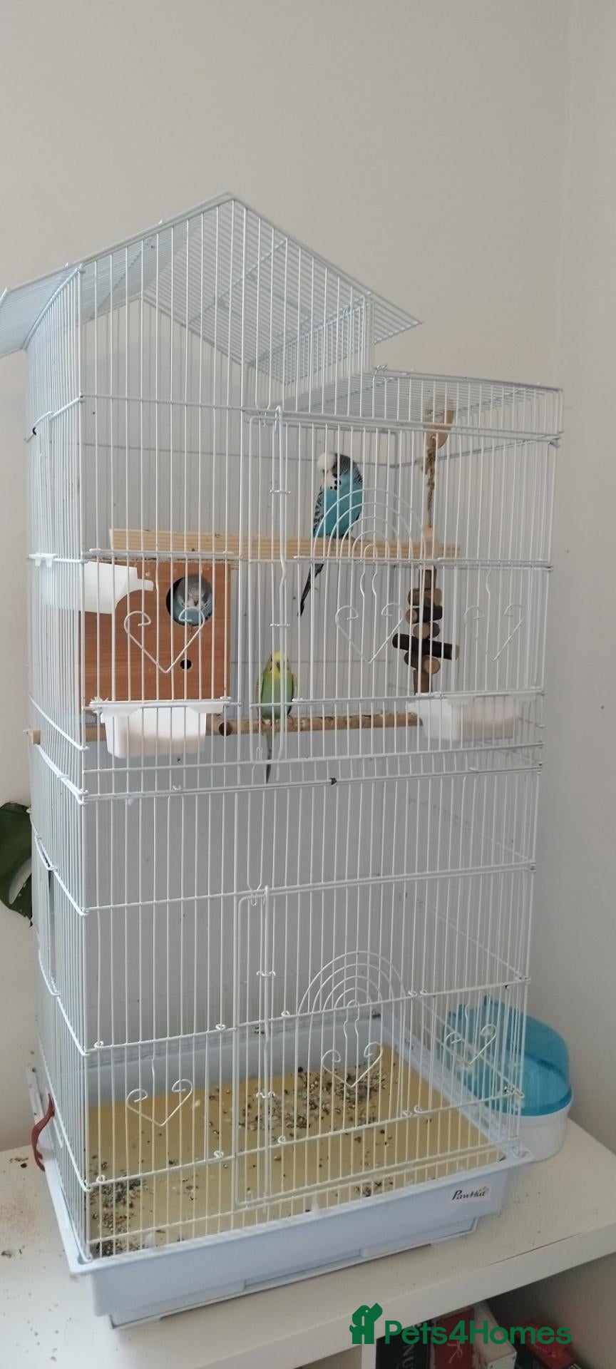 Budgerigars birds for sale: Budgies family of 4  - Advert 2