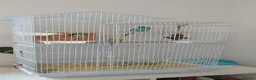 Budgerigars birds for sale: Budgies family of 4  - Advert 2