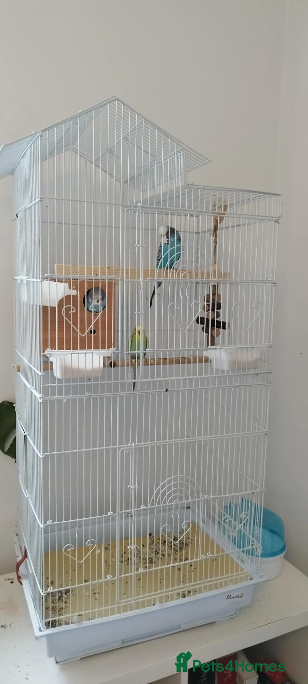 Budgerigars birds for sale: Budgies family of 4  - Advert 2