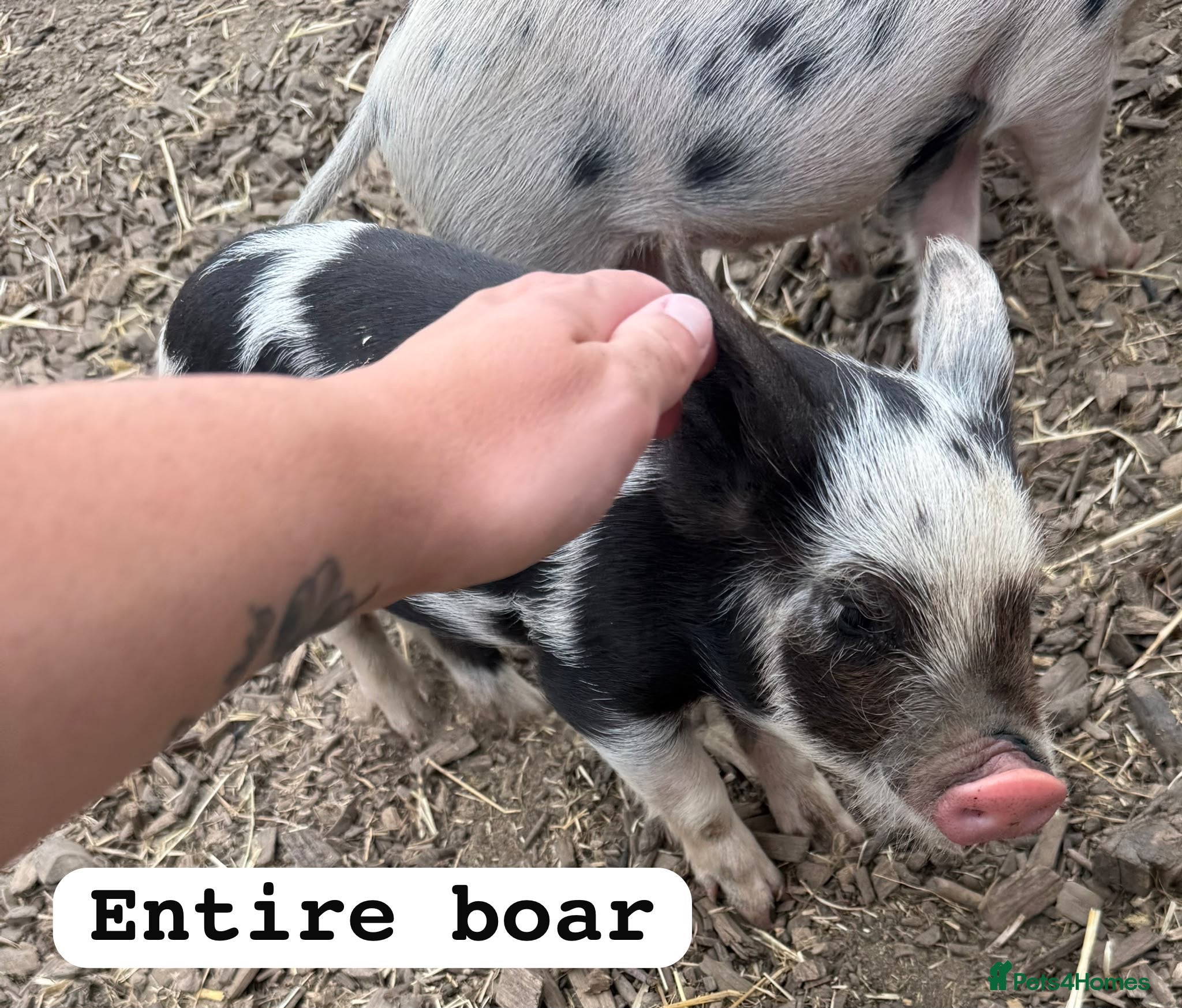 Pig livestock 🐷🍒Cherry’s delightful litter of Mini Pigs🍒🐷 - Advert 2