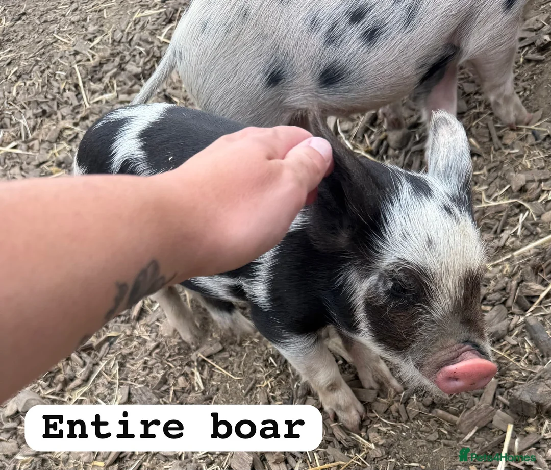 Pig livestock for sale: 🐷🍒Cherry’s delightful litter of Mini Pigs🍒🐷 - Advert 2