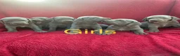 Weimaraner dogs for sale: KC Registered Weimaraner puppies for sale - Advert 3