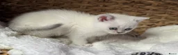 Scottish Fold cats for sale: British short hairs (Scottish straight) ready  - Advert 17
