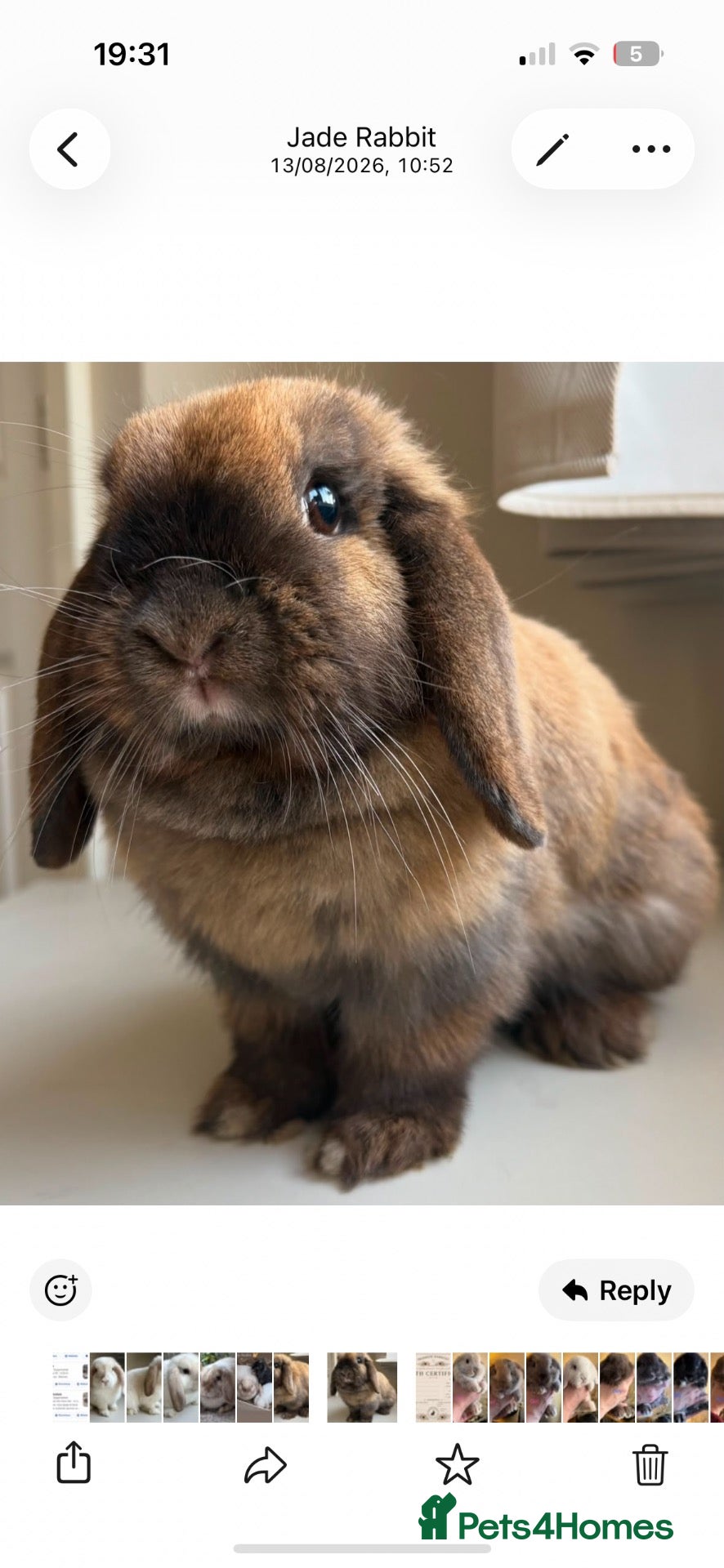 Mini Lop rabbits 1 year old female mini lop  - Advert 2