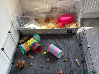 Guinea Pig rodents - Advert 9