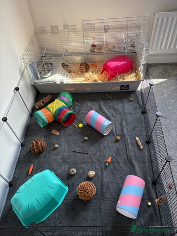 Guinea Pig rodents - Advert 15