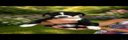 Mixed Breed dogs for sale: The most beautiful Merle Bedlington x whippets   - Advert 4