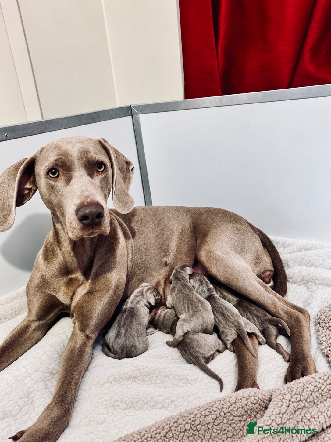Weimaraner dogs for sale: 🐾 Beautiful Weimaraner puppies 🐾 - Advert 2