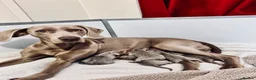 Weimaraner dogs for sale: 🐾 Beautiful Weimaraner puppies 🐾 - Advert 2