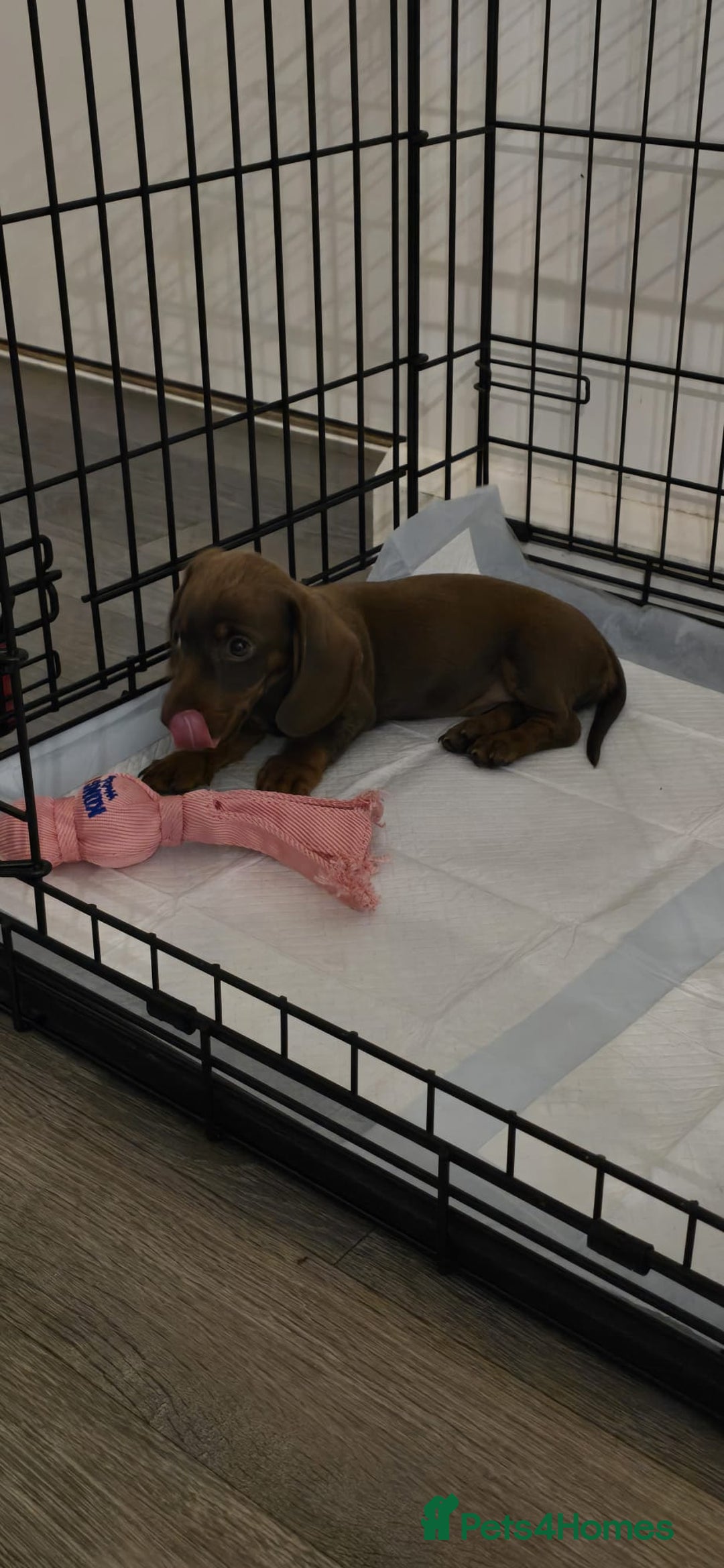 Miniature Dachshund dogs for sale: Chocolate/Tan puppy Esme - Image 2