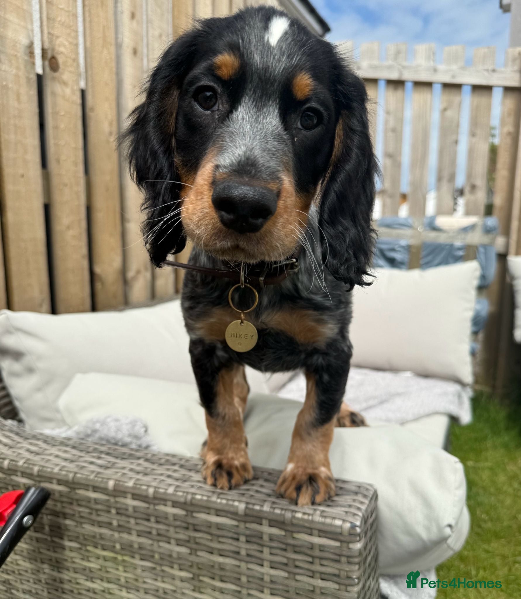 Cocker Spaniel dogs BlueRoan Tan Cocker Spaniel 13 weeks  - Advert 2