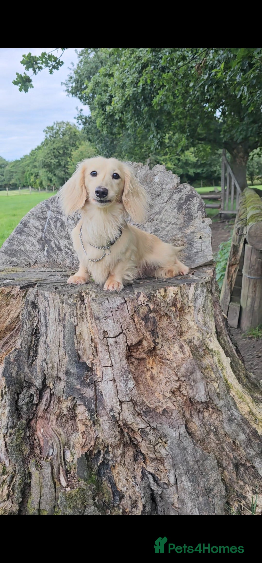 Miniature Dachshund dogs for stud: Cream Long-haired miniature Dachshund kc reg in Blackburn - Image 2