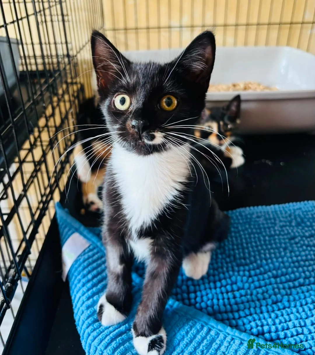Domestic Shorthair cats for adoption: Matcha & Tiny - Adopt Cats in Crisis East Ldn - Advert 2
