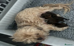 Shih Tzu dogs for sale: Stunning solid KC chocolate puppies  - Image 13