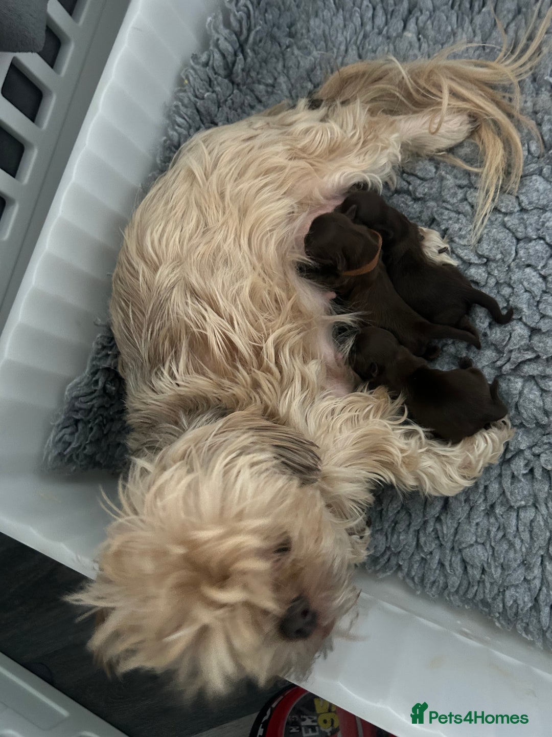 Shih Tzu dogs for sale: Stunning solid KC chocolate puppies  - Image 13
