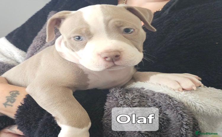 American Bully dogs - Advert 1