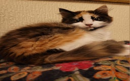 Mixed Breed cats for sale:  Rare Cinnamon Calico girl  - Advert 4